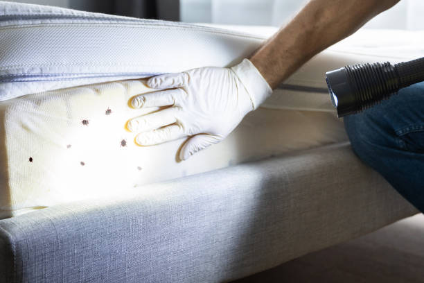 Trusted Orion, IL Pest Control Experts