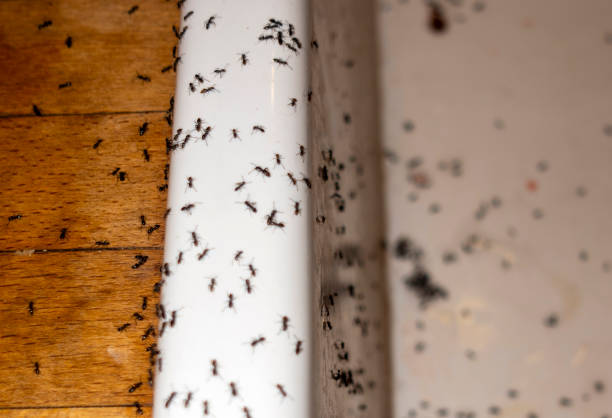 Best Insect Control  in Orion, IL