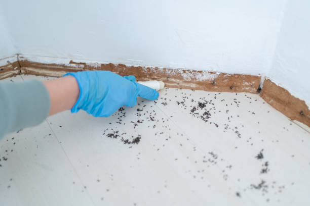 Best Flea Control Services  in Orion, IL